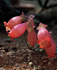 Photo de fleurs de kalanchoe