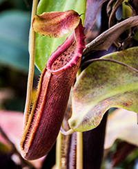 Photo d'une nepenthes (Nepenthes bongso)