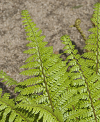 Photo d'une feuille de fougre