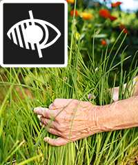 Photo en gros plan de main entrain de caresser des feuilles de ciboulette Photo en gros plan de main entrain de caresser des feuilles de ciboulette