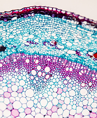 ILLUSTRATION-Cours botanique_au coeur vegetalFotolia_Claudio Divizia.jpg ILLUSTRATION-Cours botanique_au coeur vegetalFotolia_Claudio Divizia.jpg