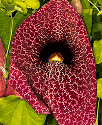 ILLUSTRATION - PLANTES SPECTACULAIRES ILLUSTRATION - PLANTES SPECTACULAIRES
