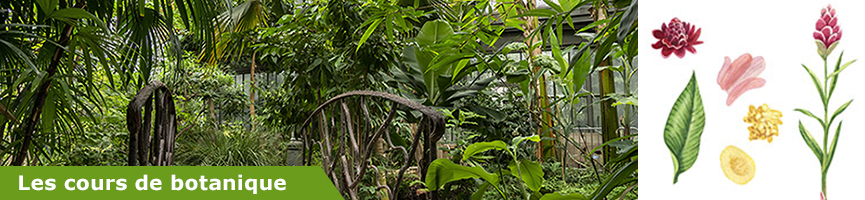 slider_cours_de_botanique.jpg slider_cours_de_botanique.jpg